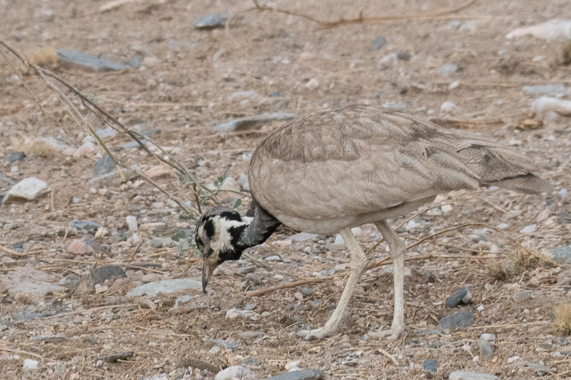 Outarde de Rüppell (Rüppell's korhaan, Eupodotis rueppelii), male nuptial cherchant sa nourriture, Désert du Namib, Kaokoland, Namibie.